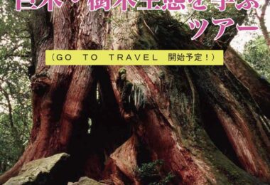 【現地ツアー】「堀大才先生」と「屋久島」巨木・樹木生態を学ぶツアー
