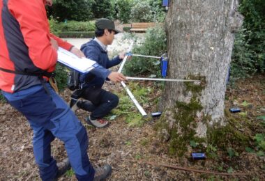 【座学・見学】樹木の学校89   「PiCUS TreeQineticによる引張り試験について」
