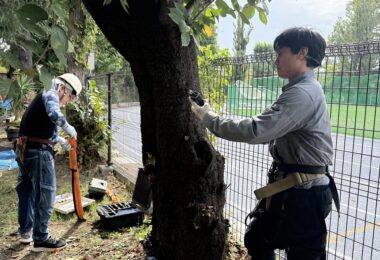 樹木の学校89 「PiCUS TreeQineticによる引張り試験について」報告
