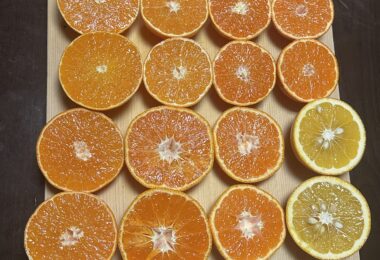 【野外】樹木の学校91「 食べ比べて知るミカンの品種  」