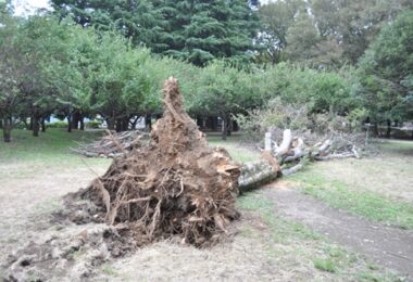 座学】 樹木の学校93「都市における樹木のリスク評価に関する実際」